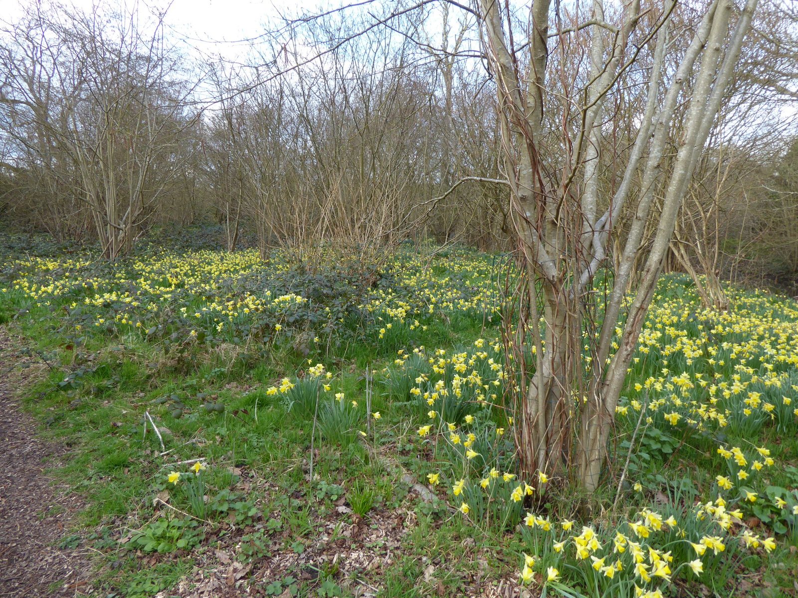 Daffodil 'Ice Follies'