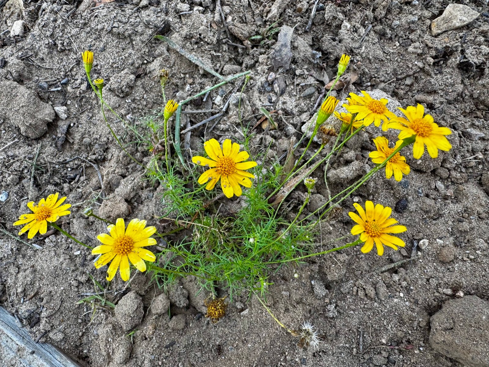 Dahlberg daisy