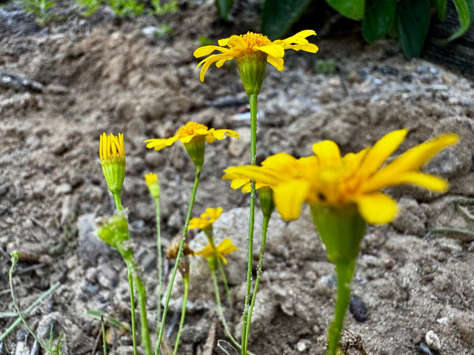 Dahlberg daisy