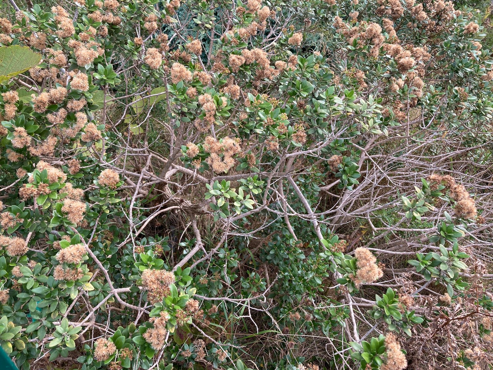 Daisy bush