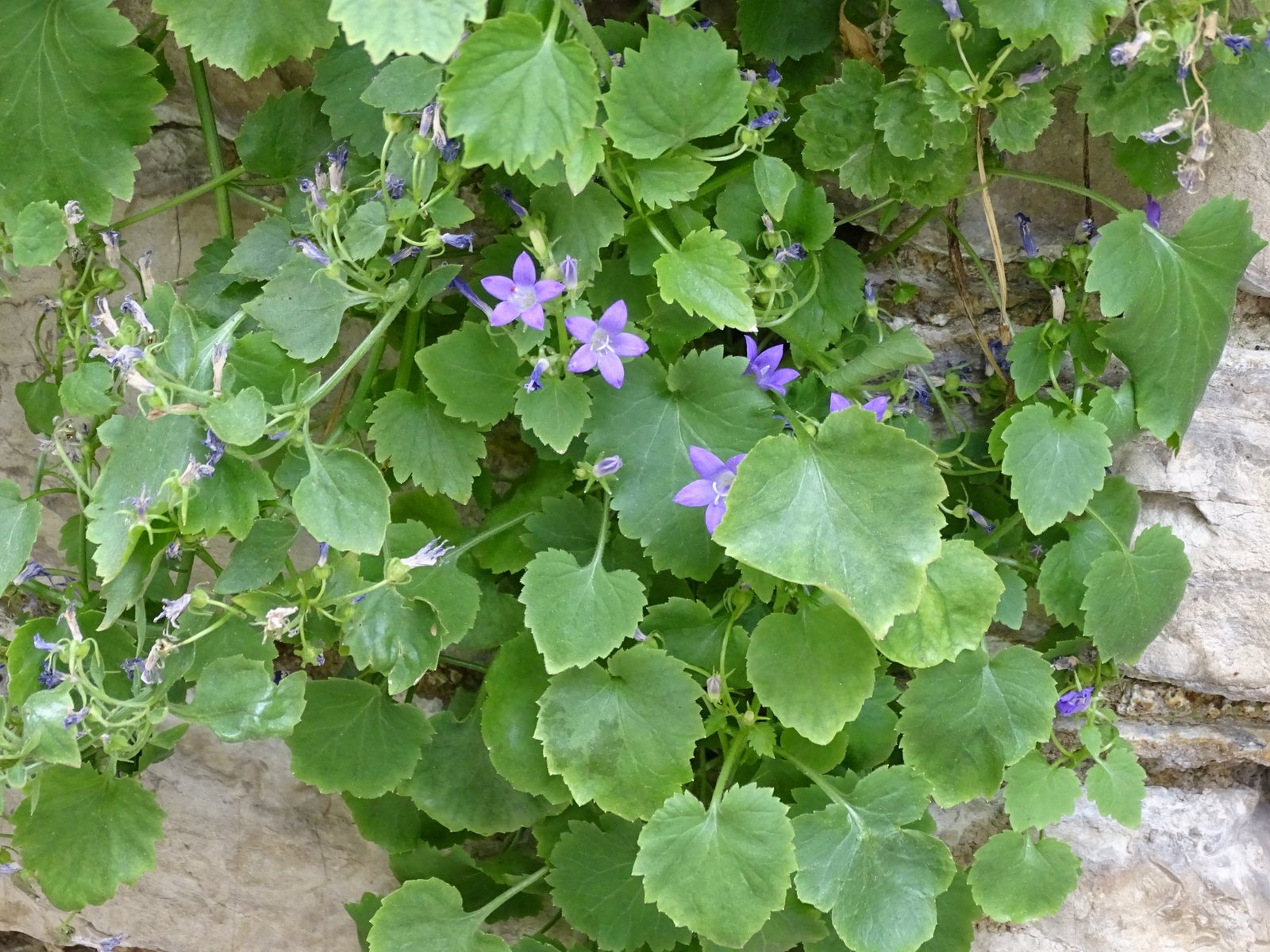 Dalmatian bellflower