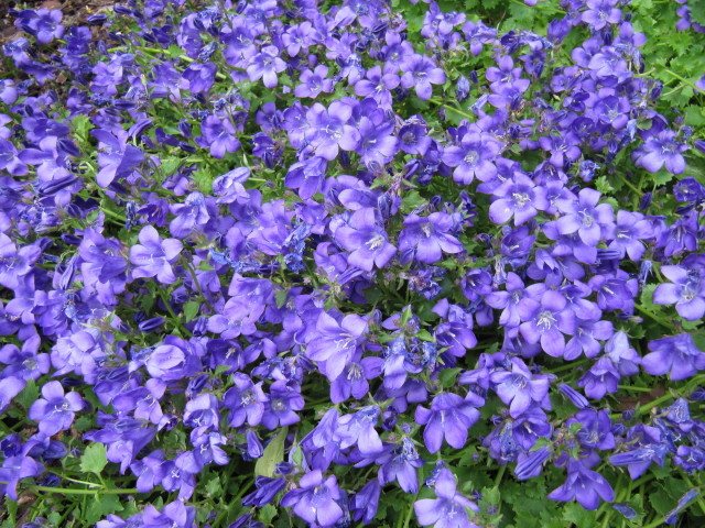 Dalmatian bellflower