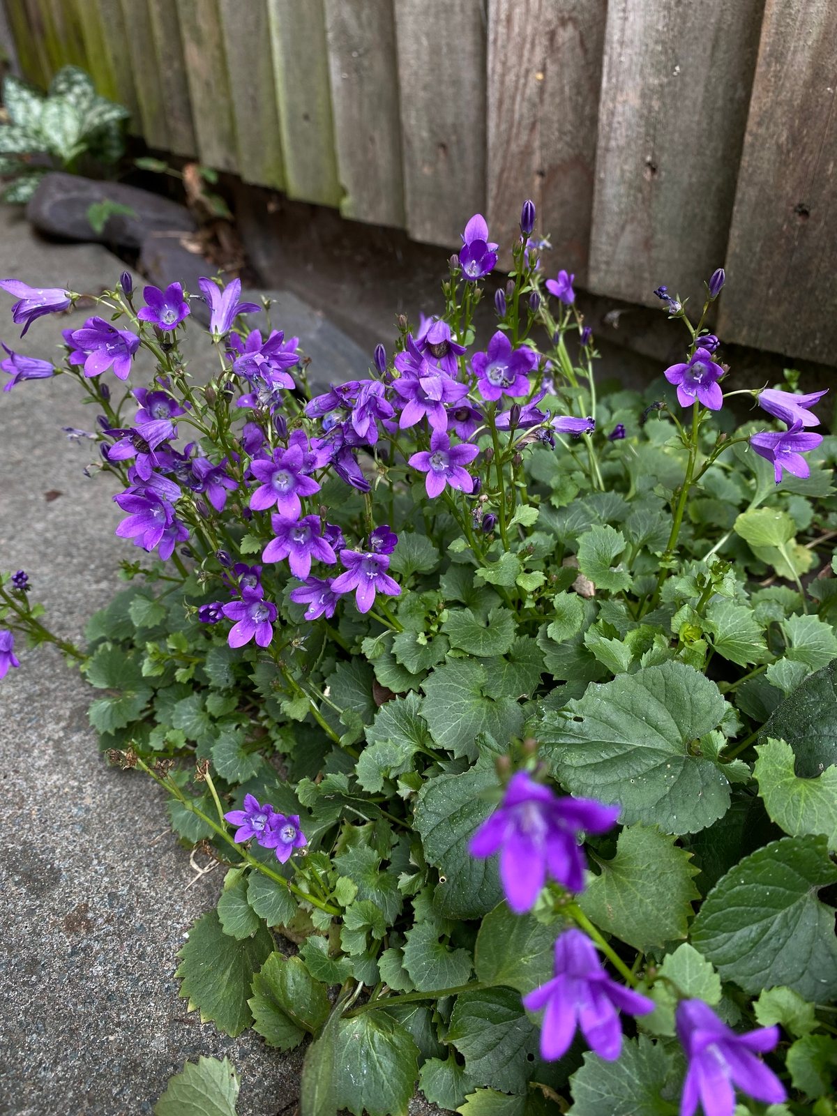 Dalmatian bellflower