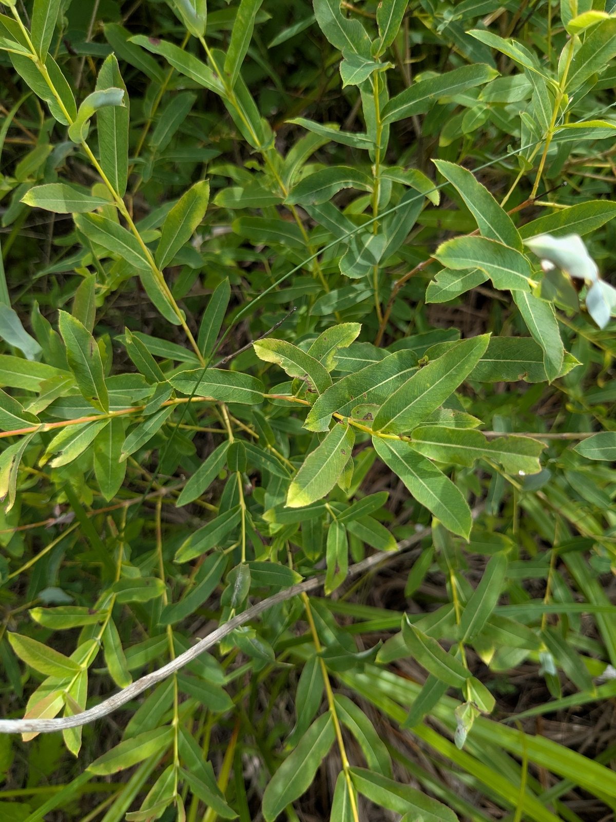 Dappled willow