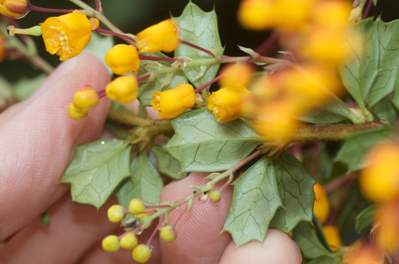 Darwin's barberry