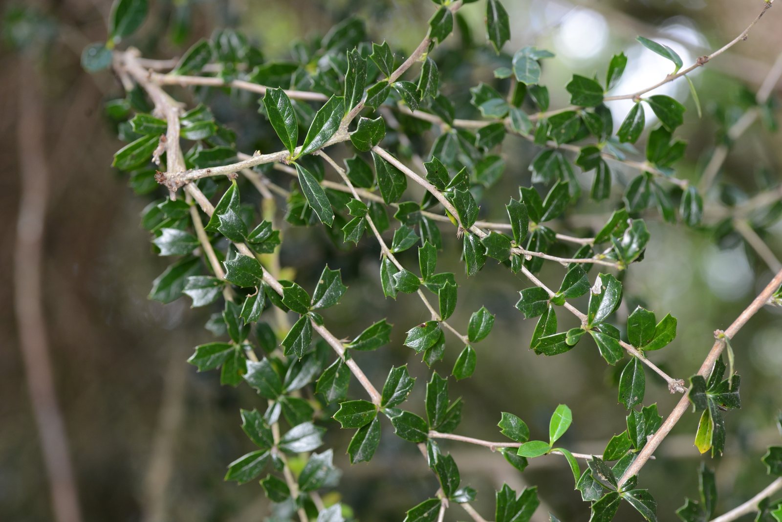 Darwin's barberry