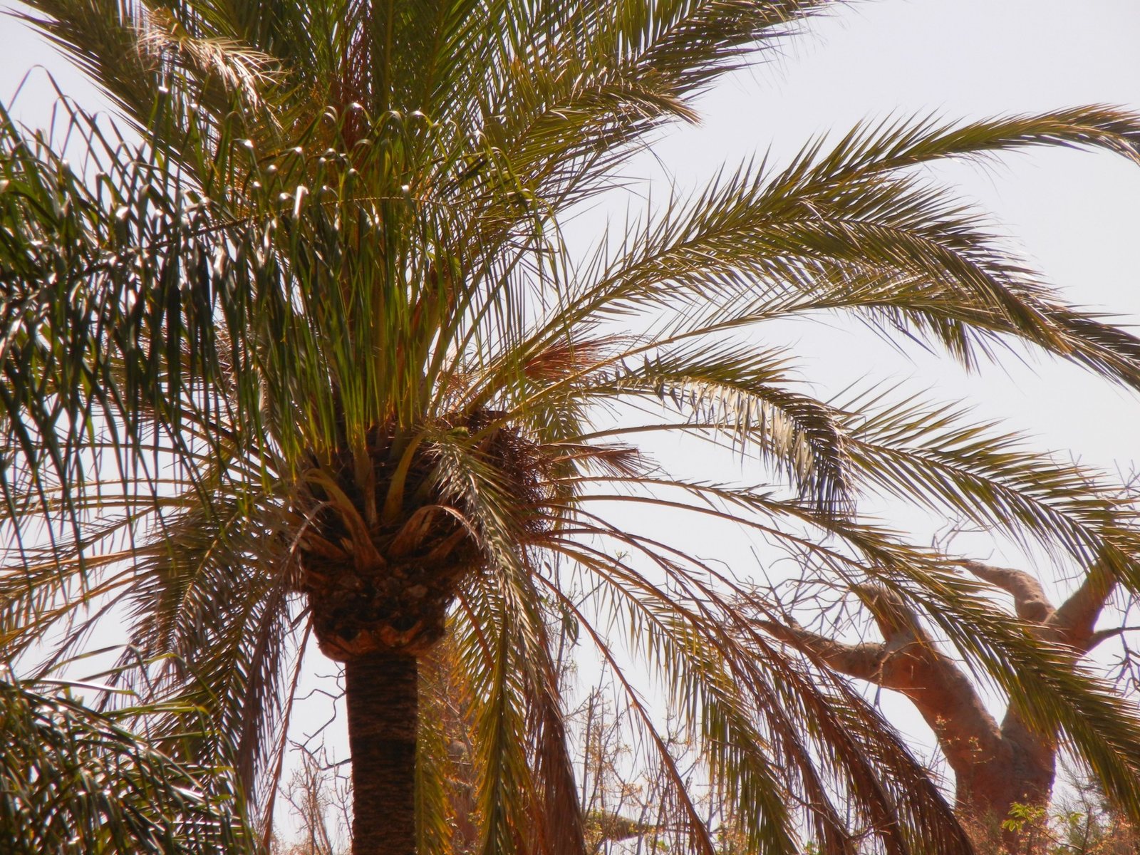 Date palm