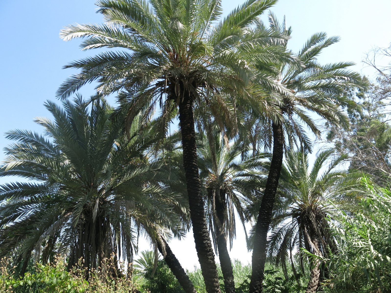 Date palm