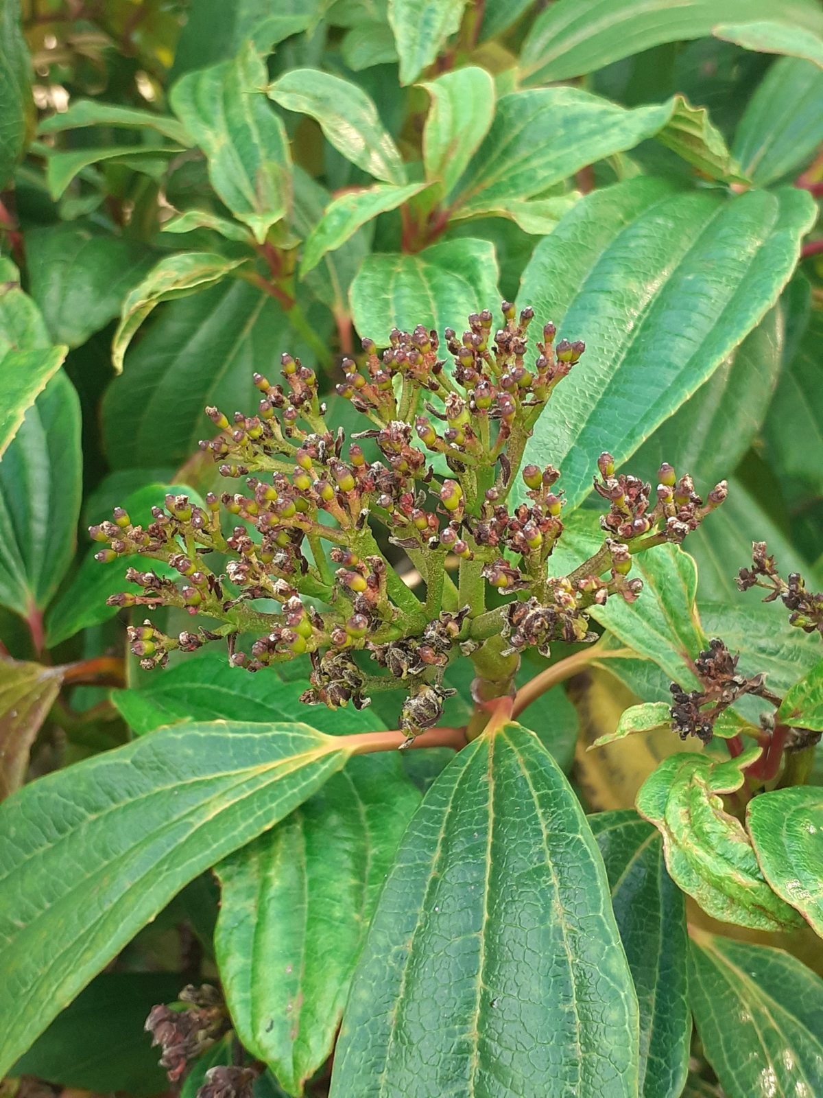 David viburnum