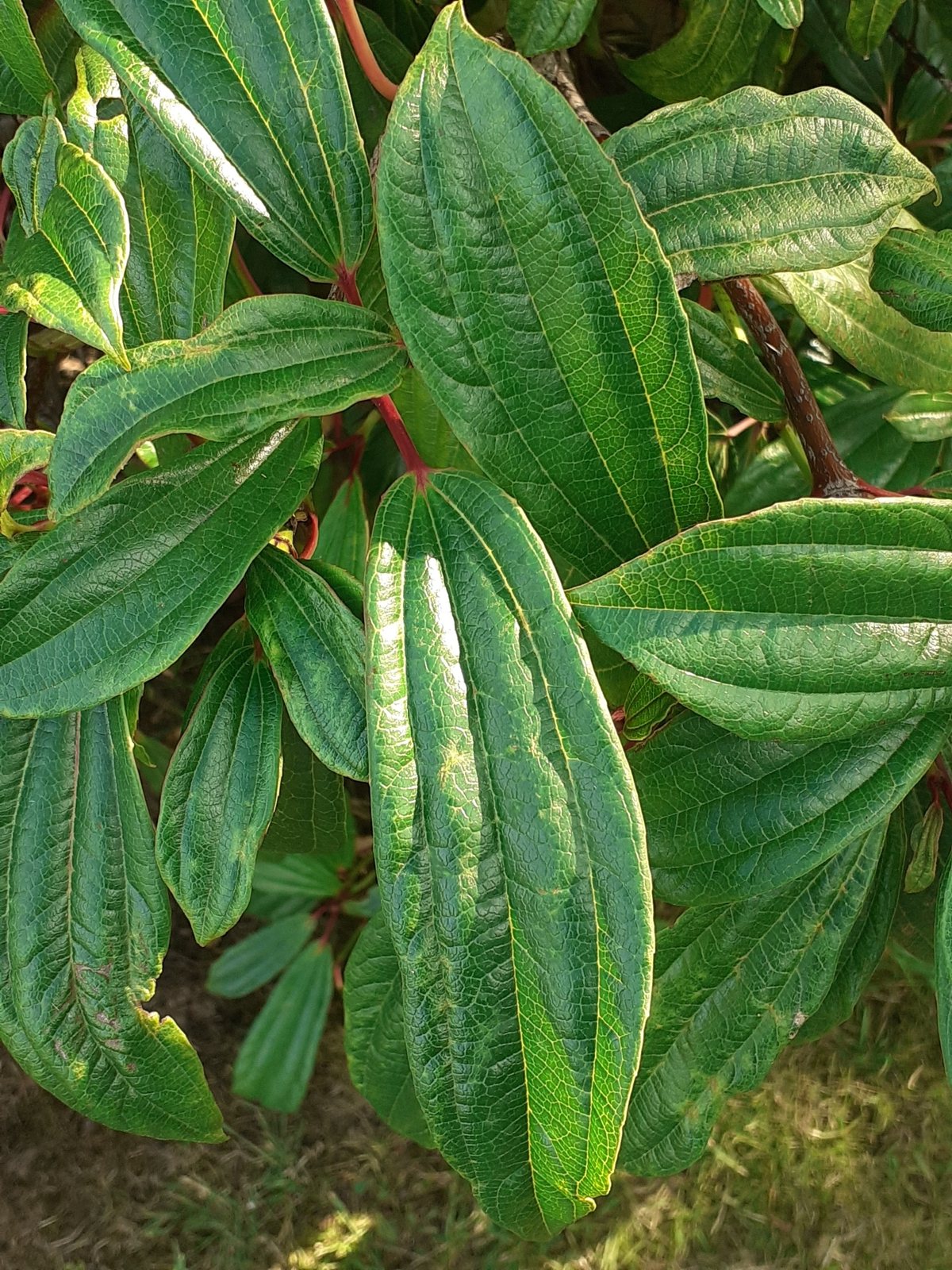 David viburnum