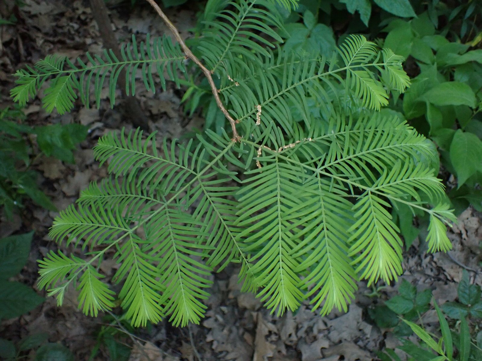 Dawn redwood