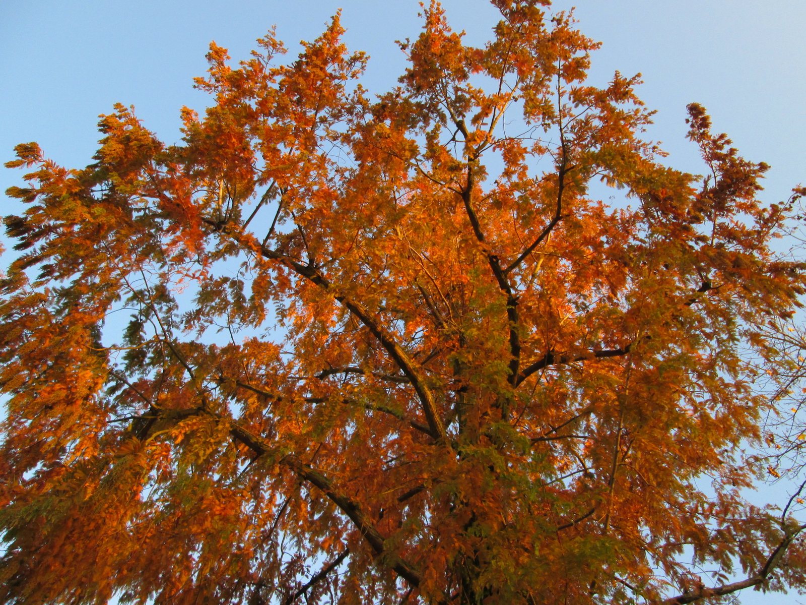 Dawn redwood