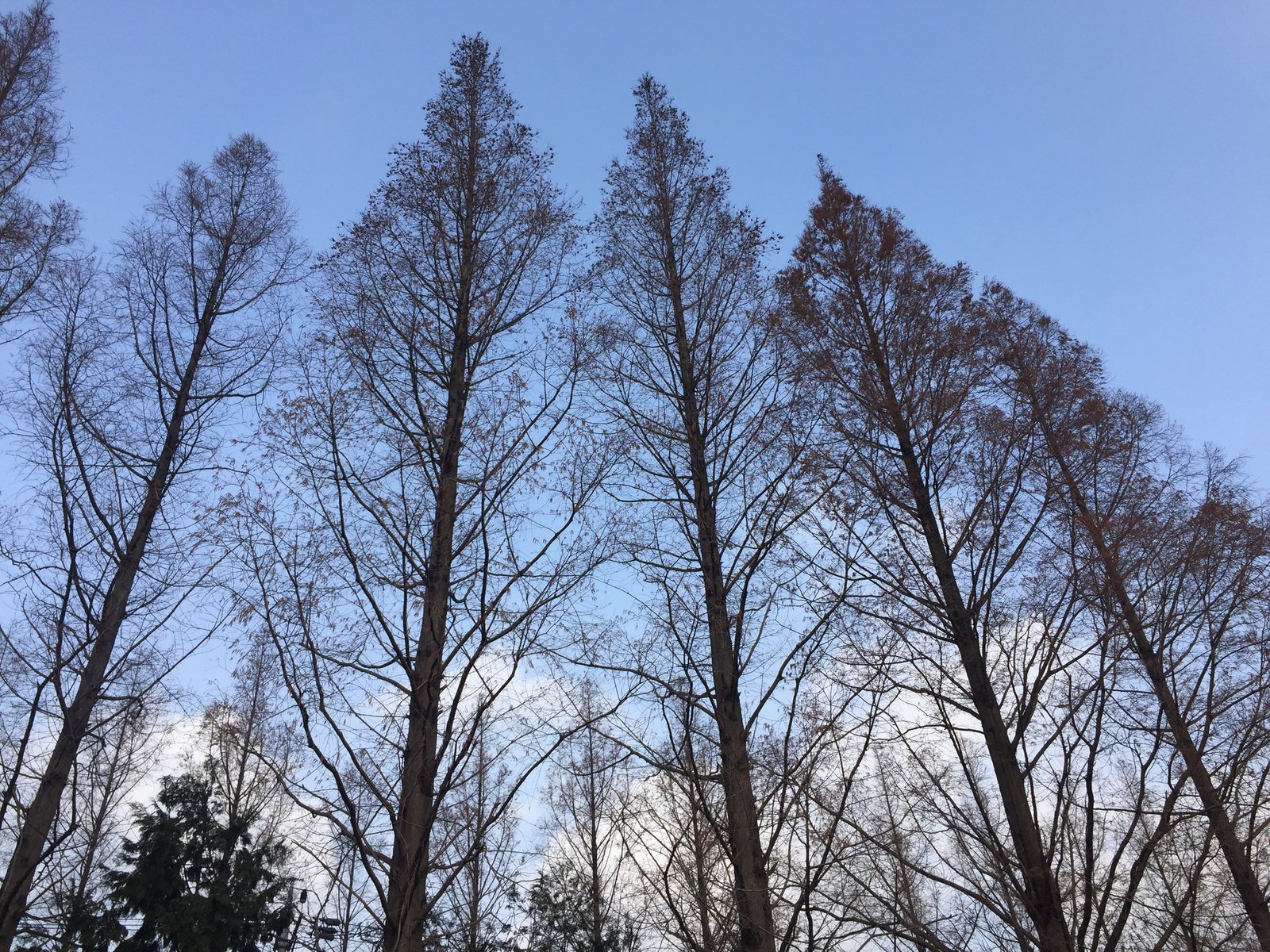 Dawn redwood