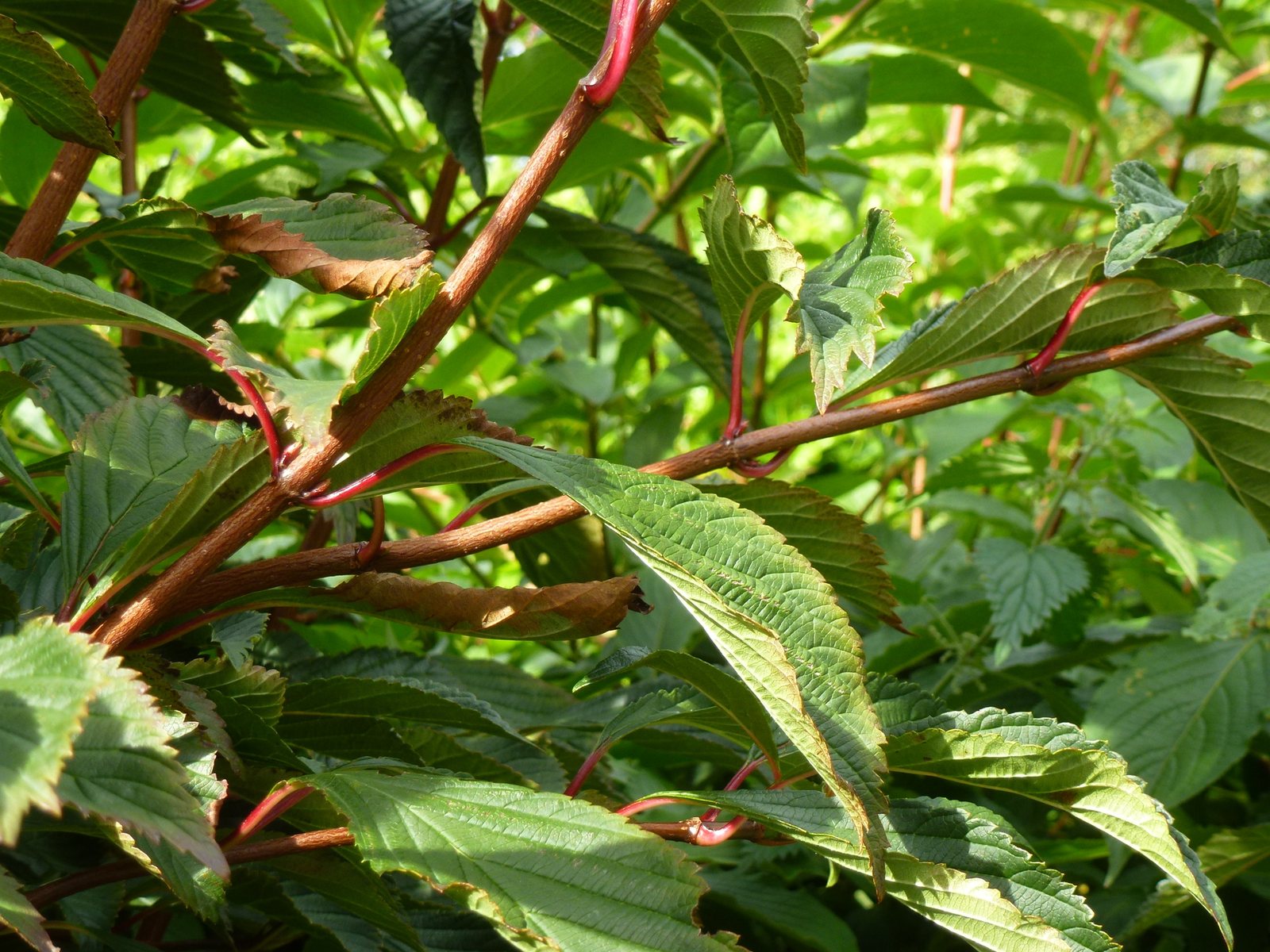 Dawn viburnum
