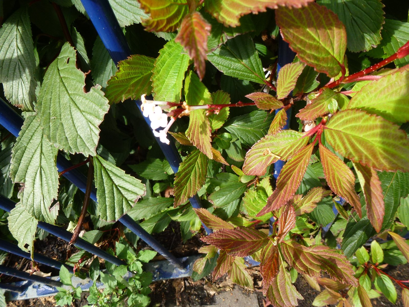Dawn viburnum