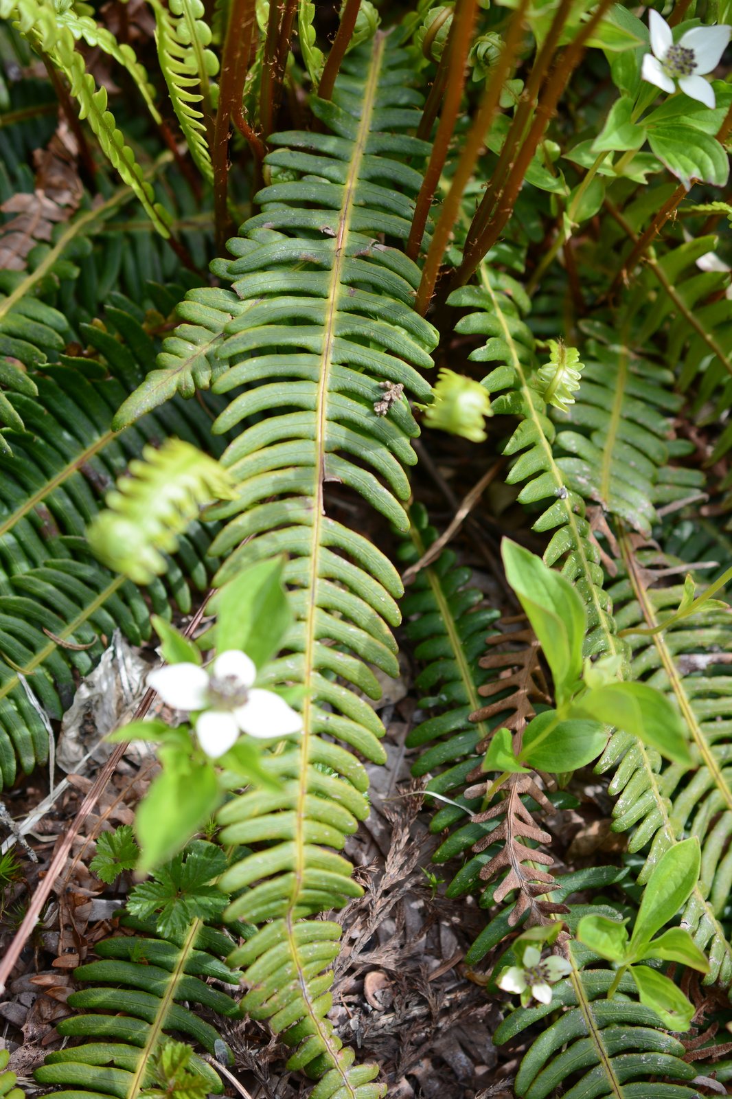 Deer fern