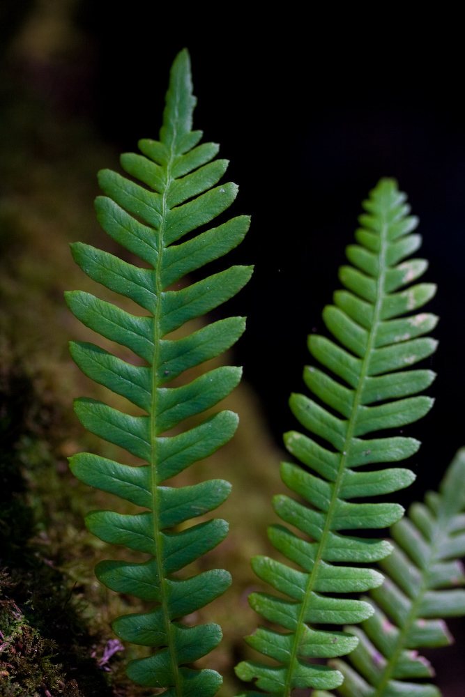 Deer fern