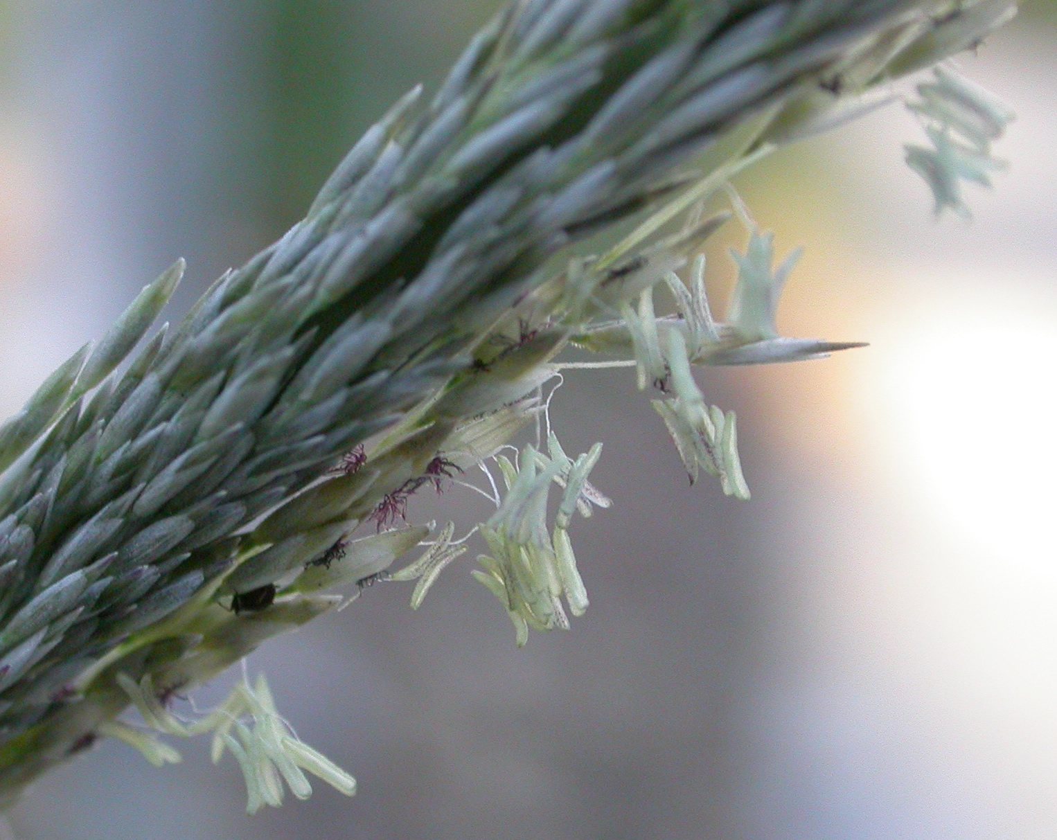 Deer grass