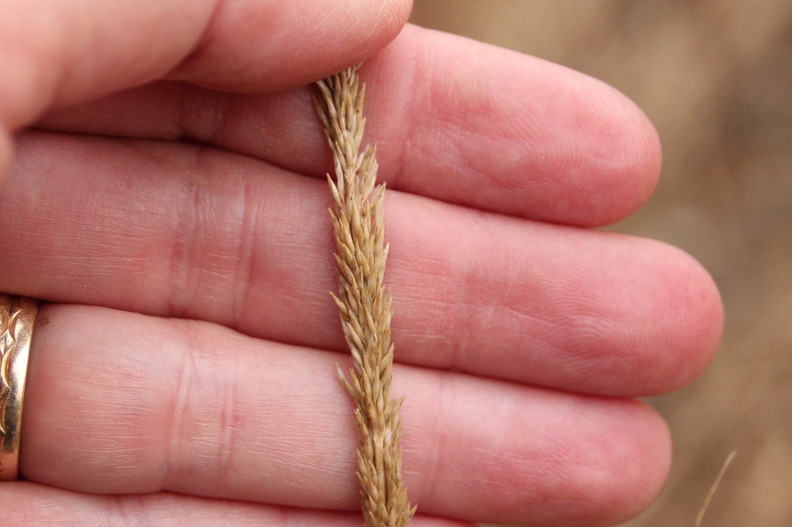 Deer grass