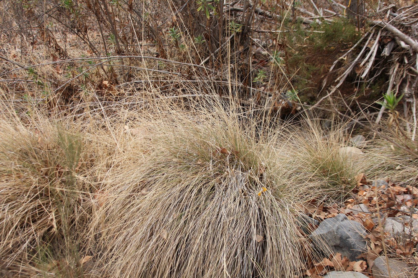 Deer grass