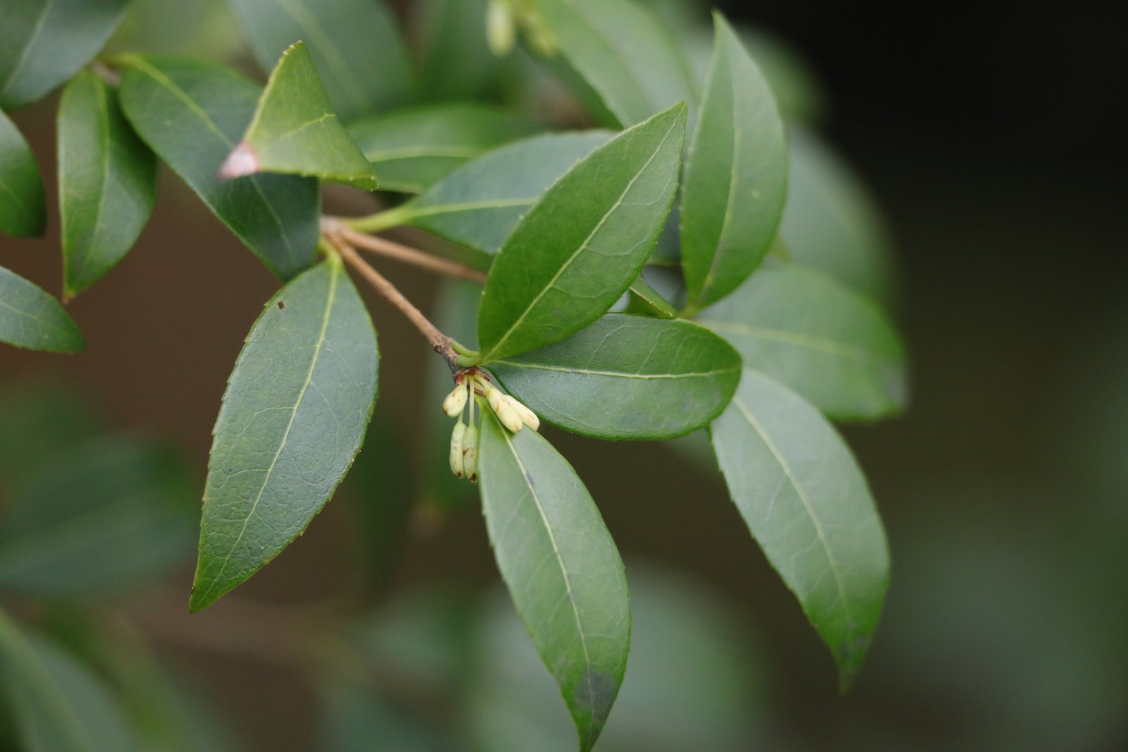 Delavay osmanthus