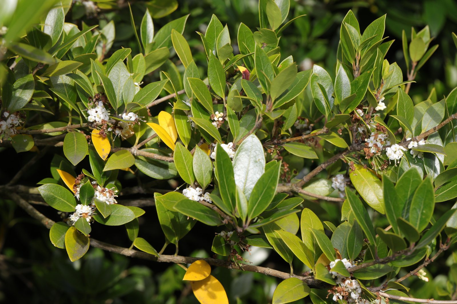 Delavay osmanthus