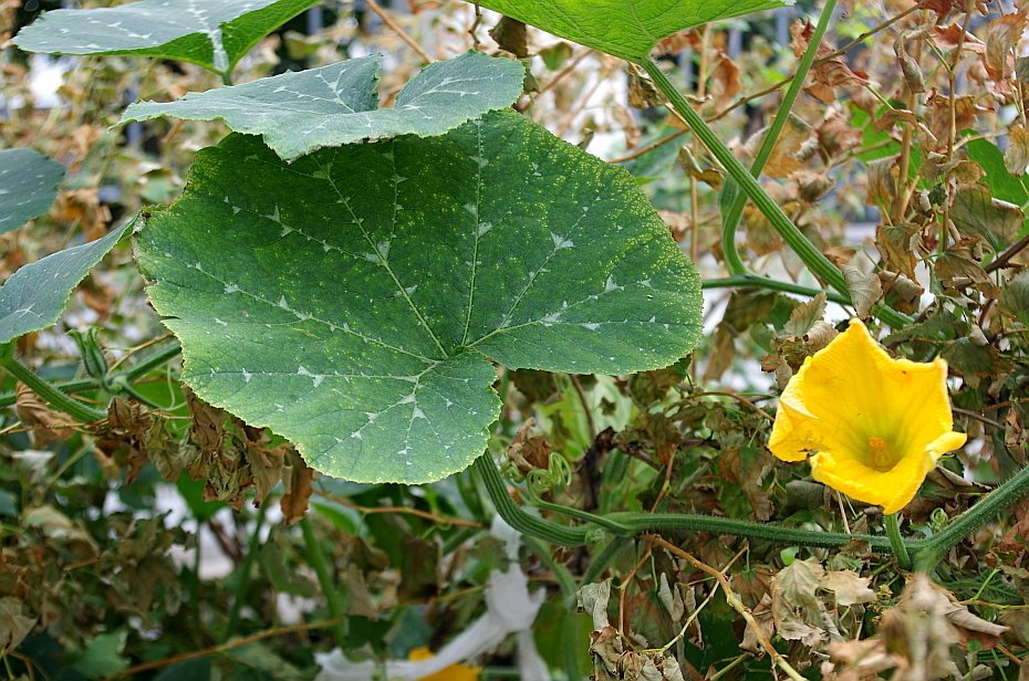 Delicata squash