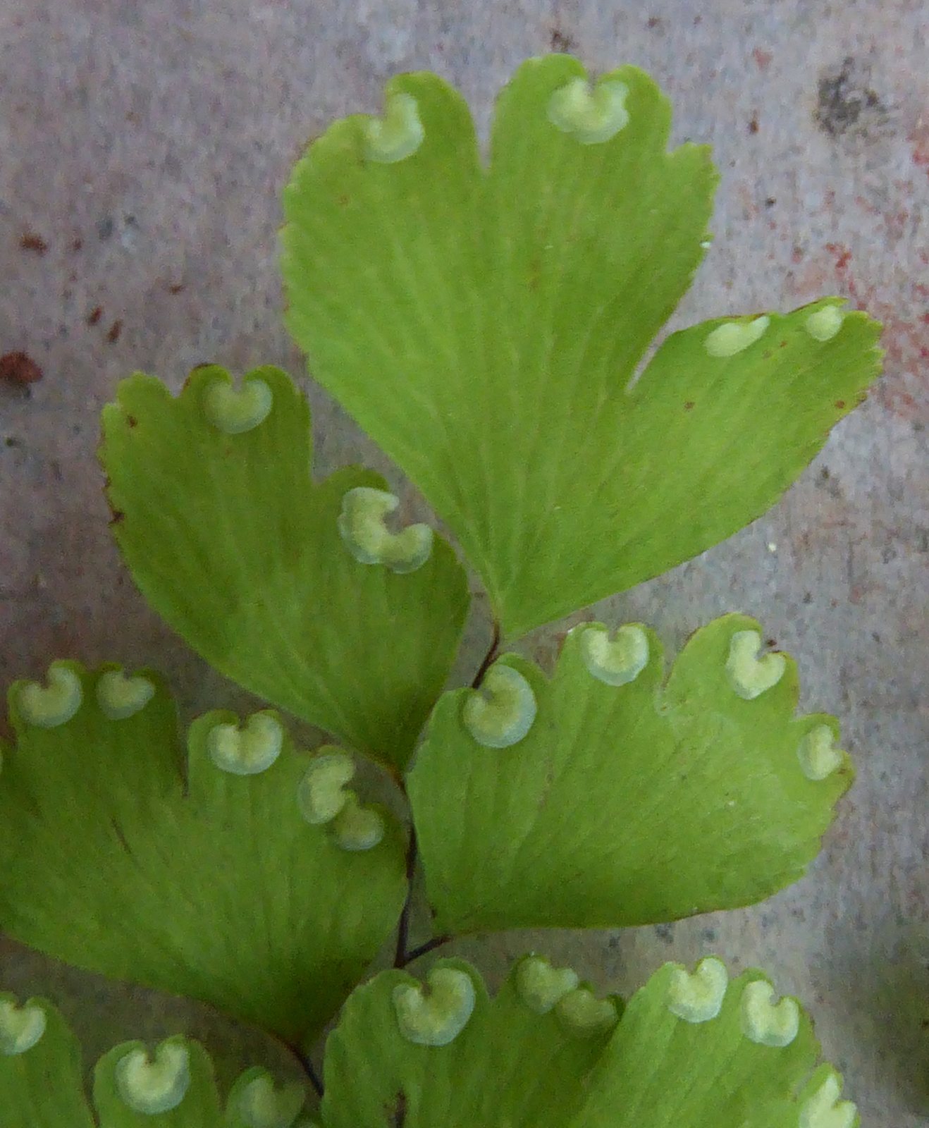 Delta maidenhair fern