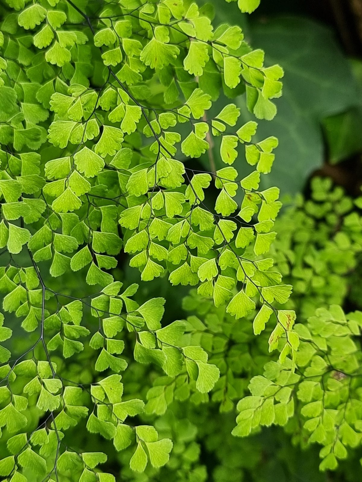 Delta maidenhair fern