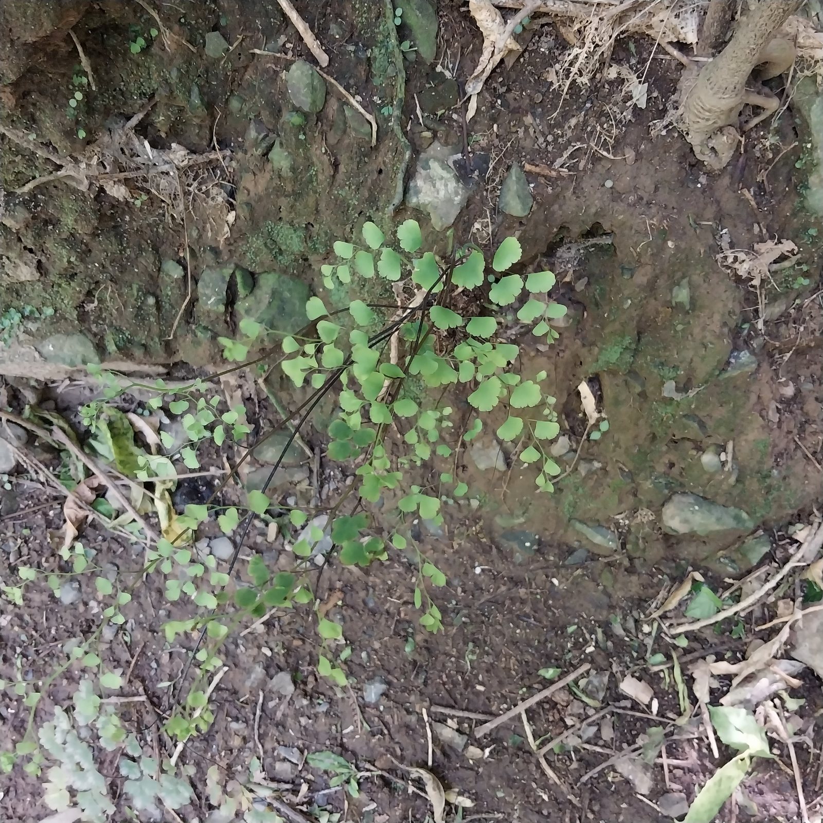 Delta maidenhair fern