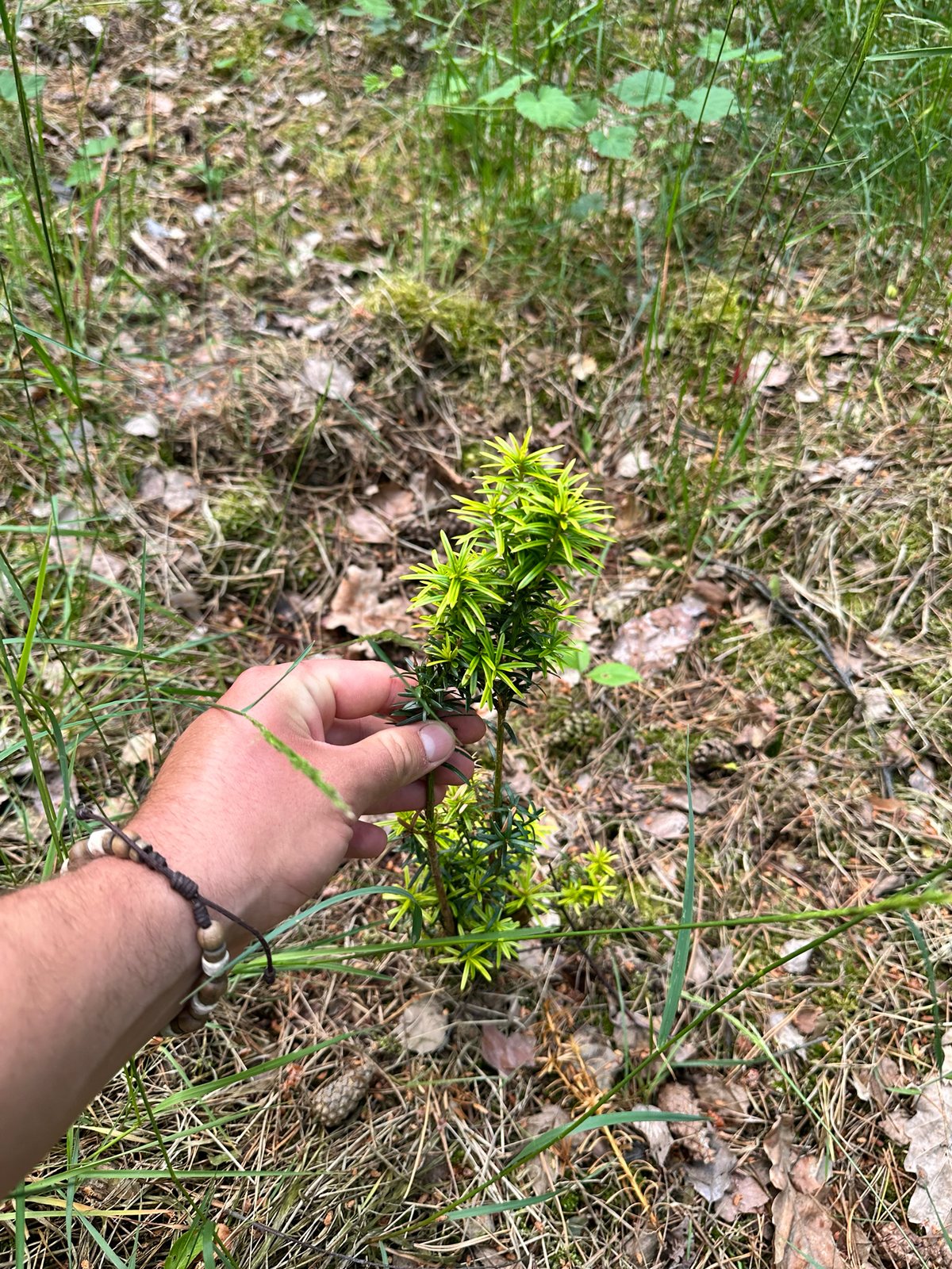 Dense spreading yew