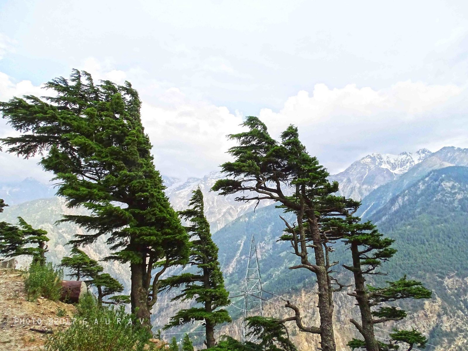 Deodar cedar