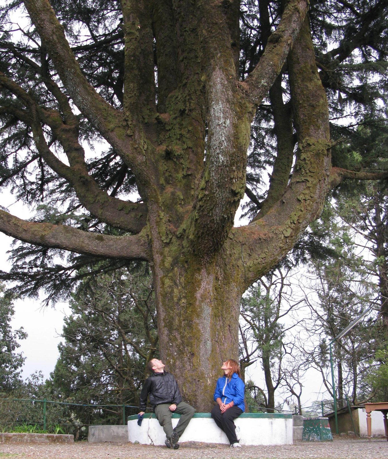 Deodar cedar