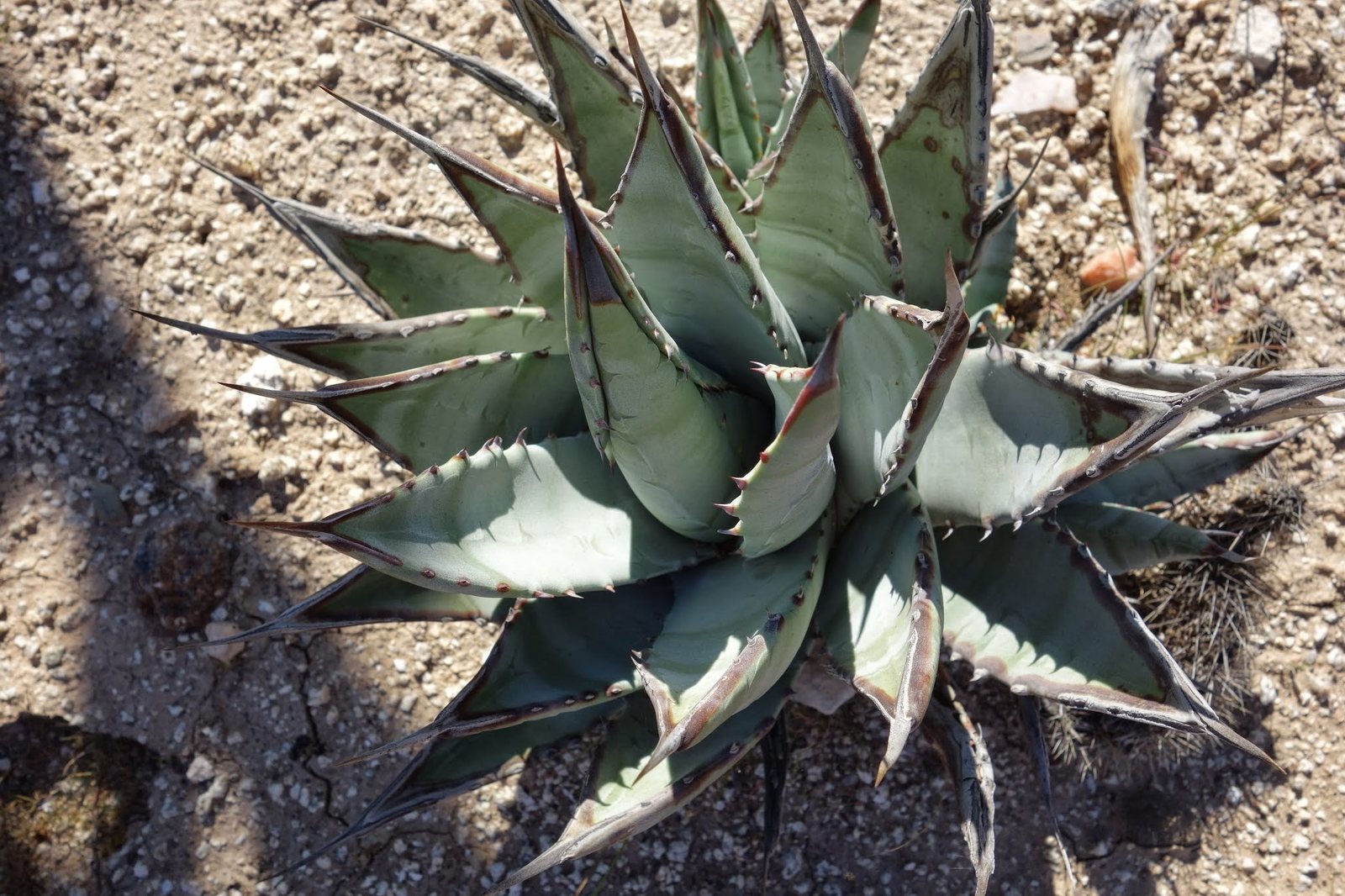 Desert agave