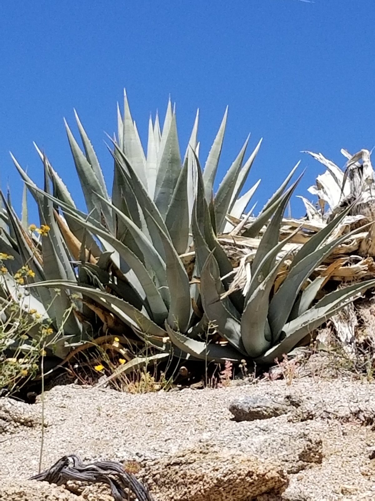 Desert agave