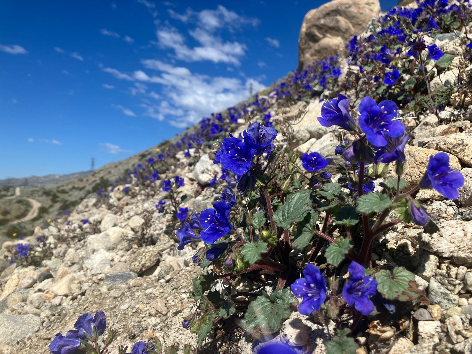 Desert bluebells