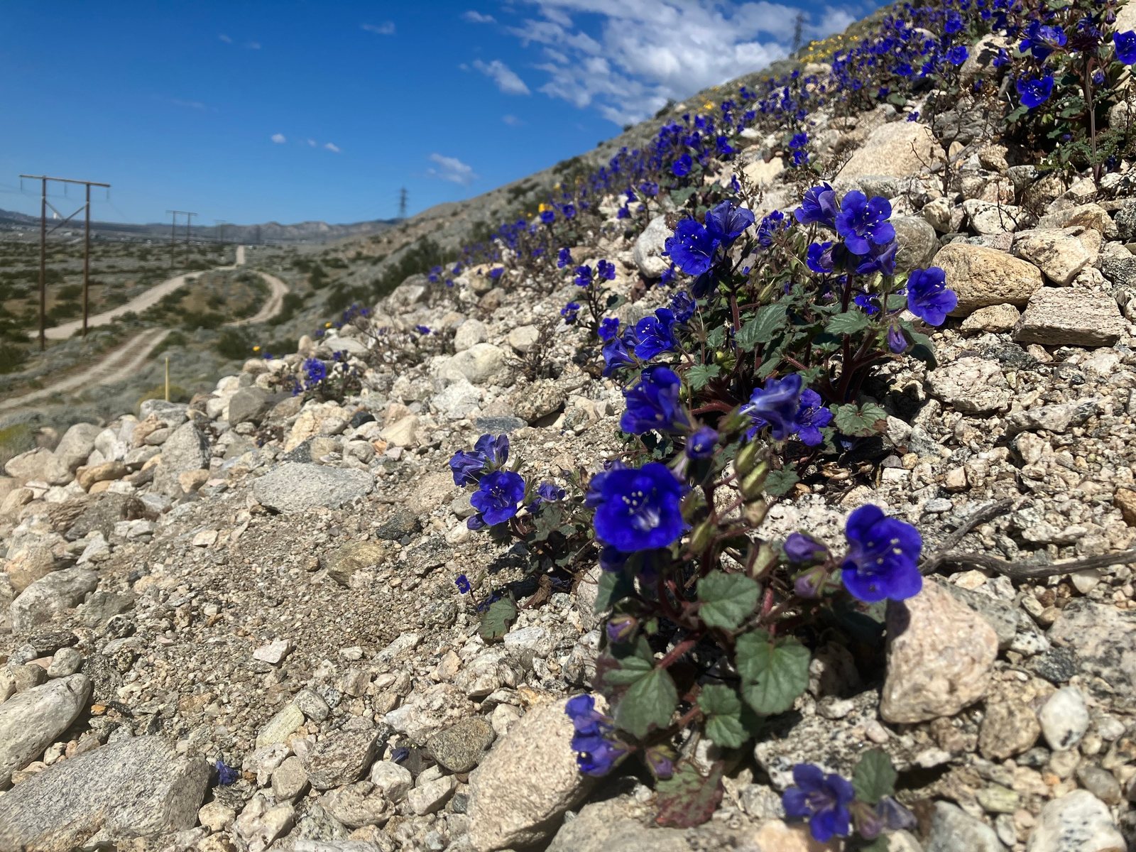 Desert bluebells