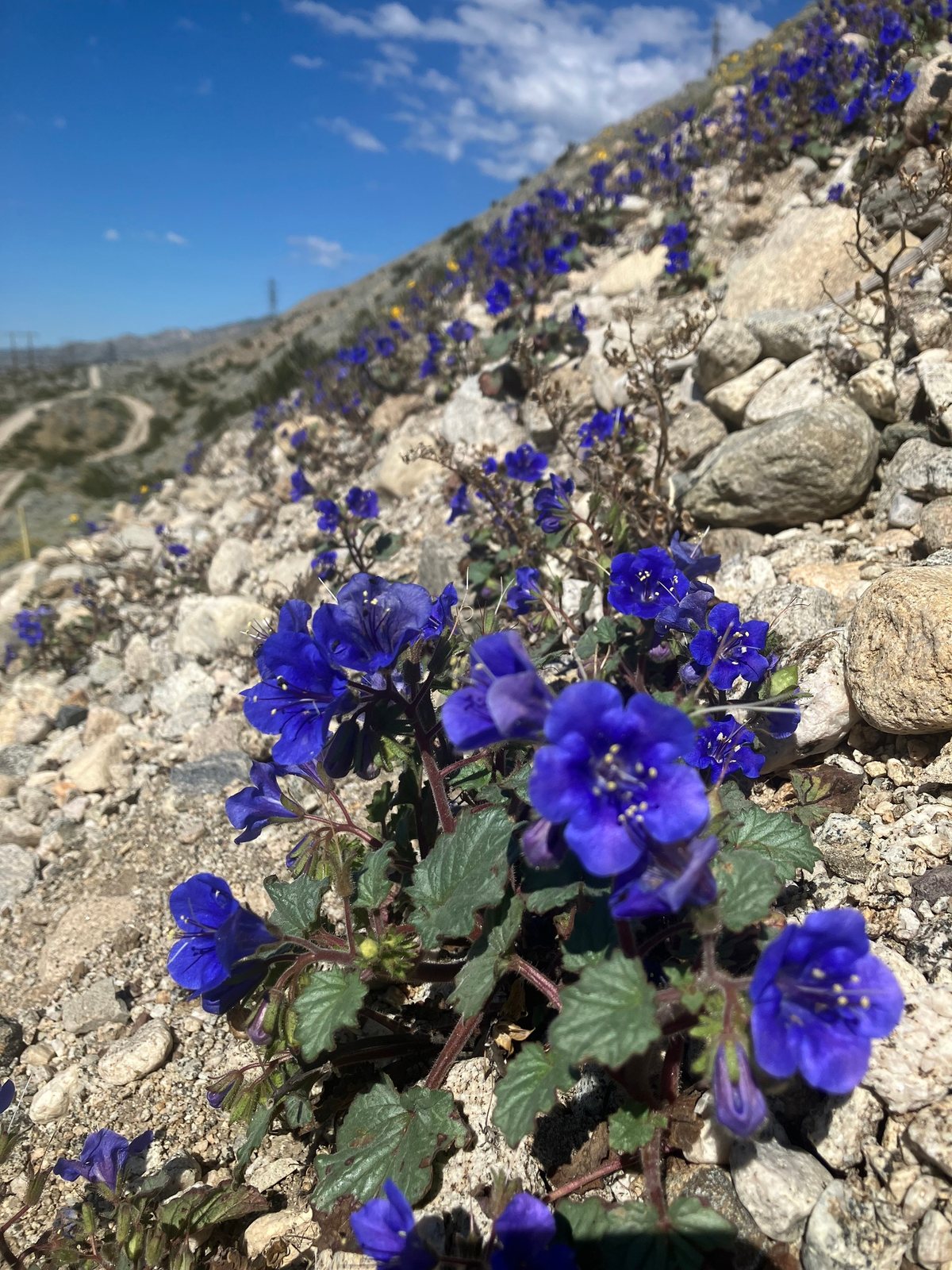 Desert bluebells
