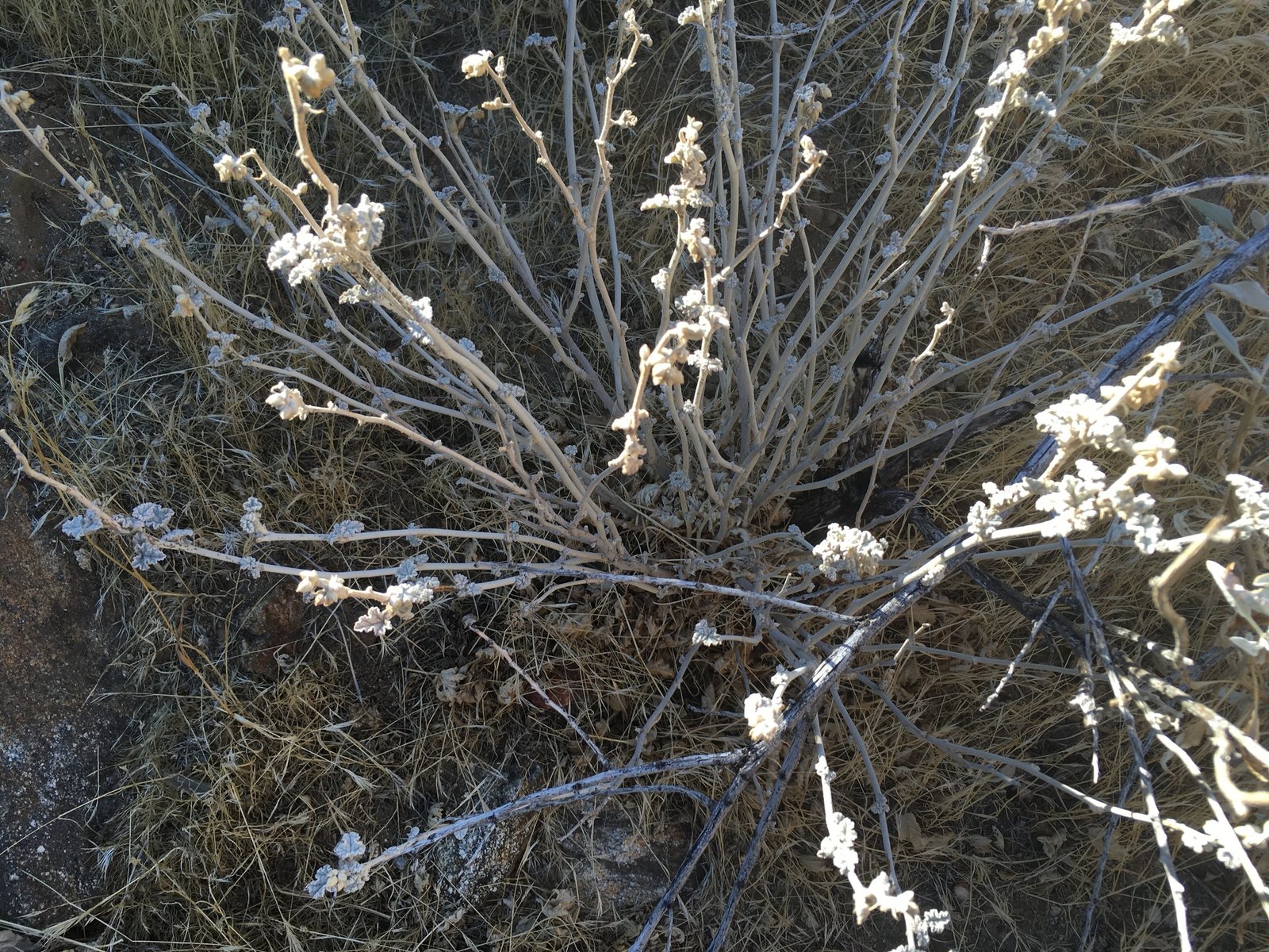 Desert globemallow