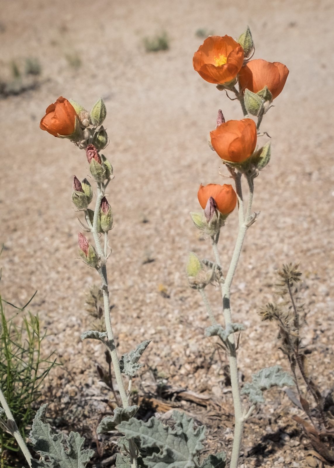 Desert globemallow