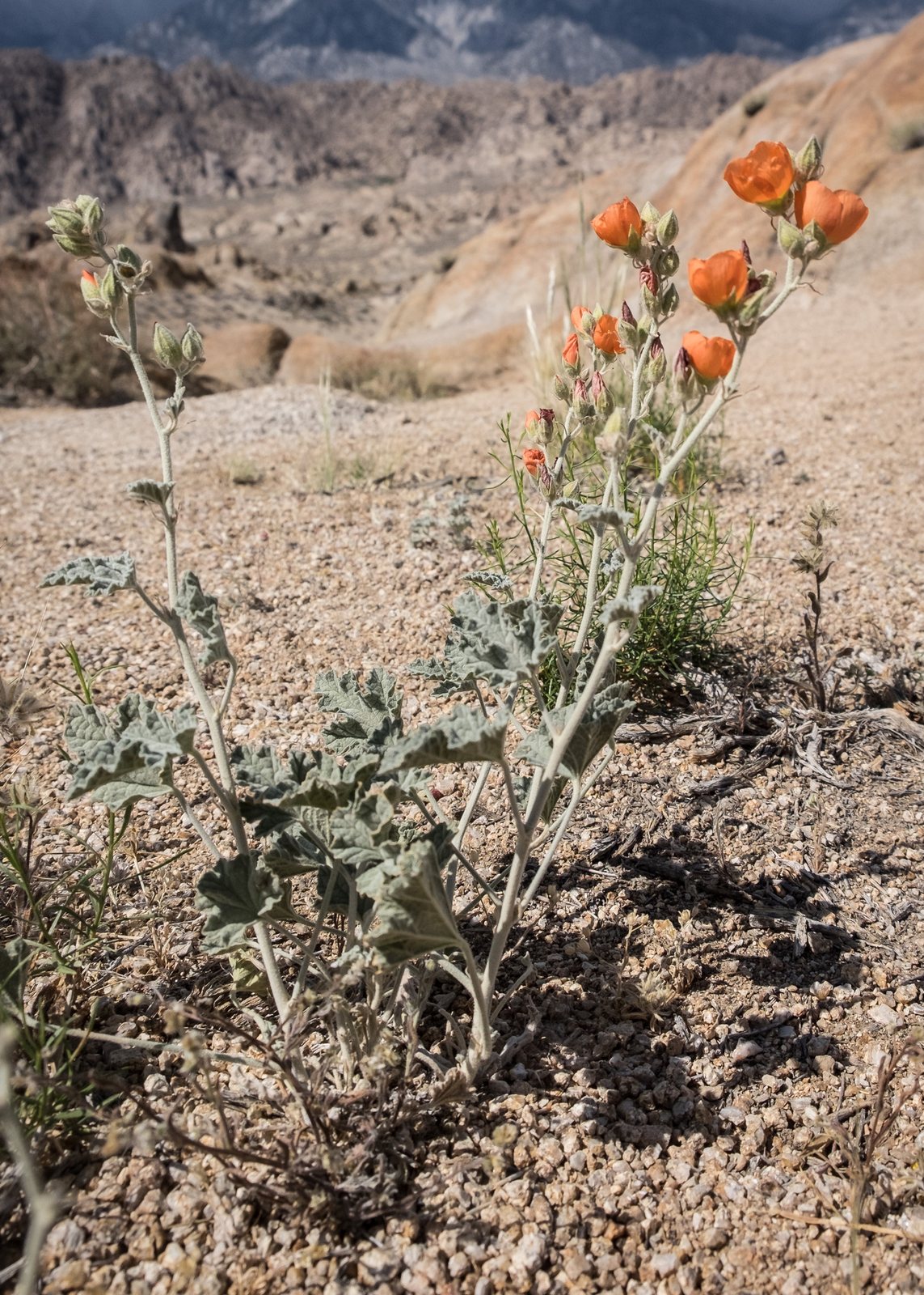 Desert globemallow