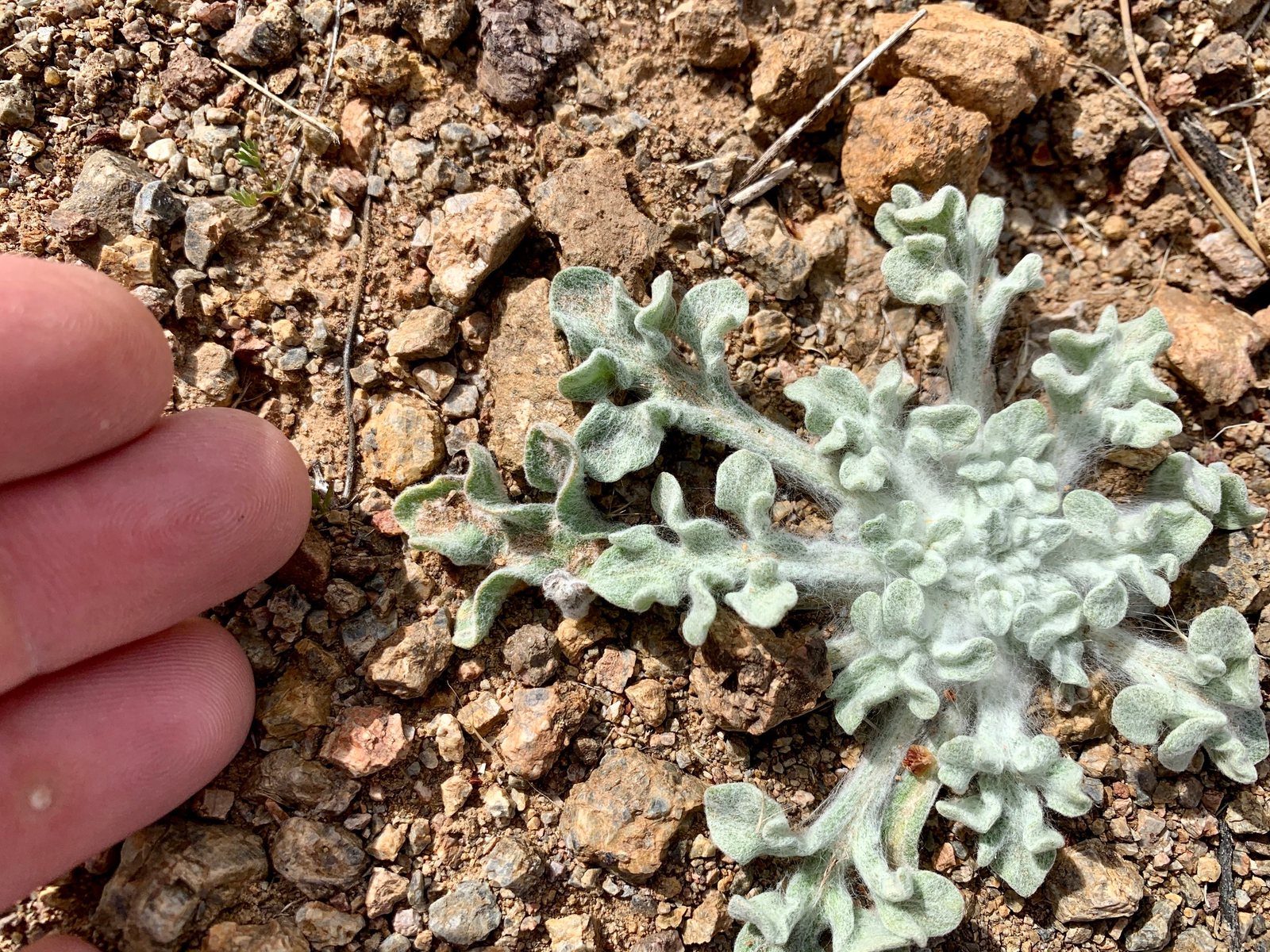 Desert marigold