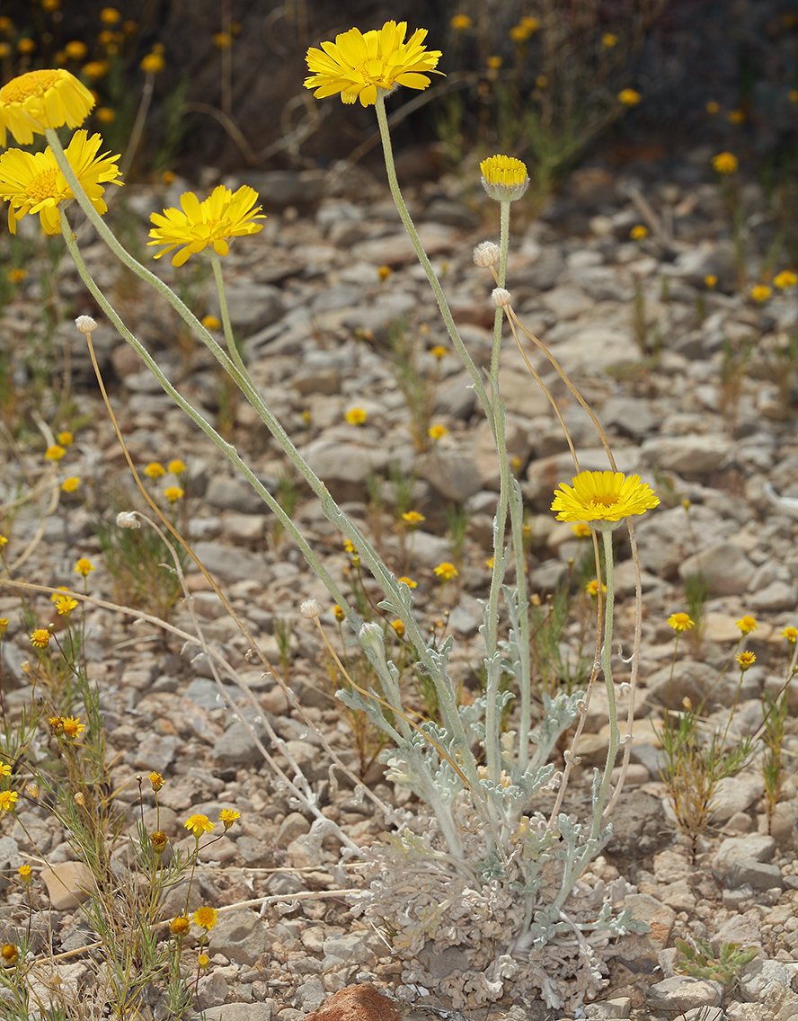 Desert marigold