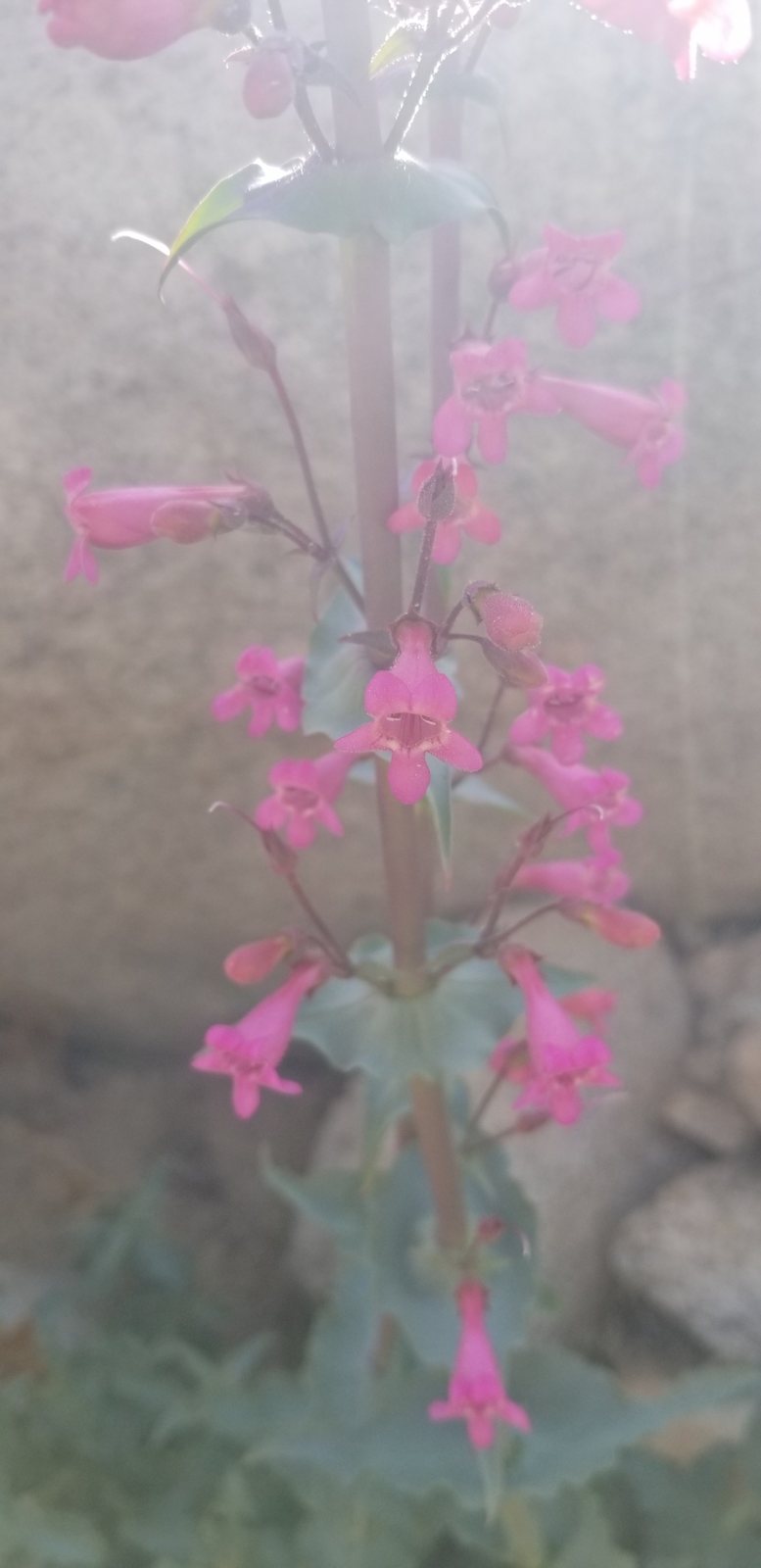 Desert penstemon