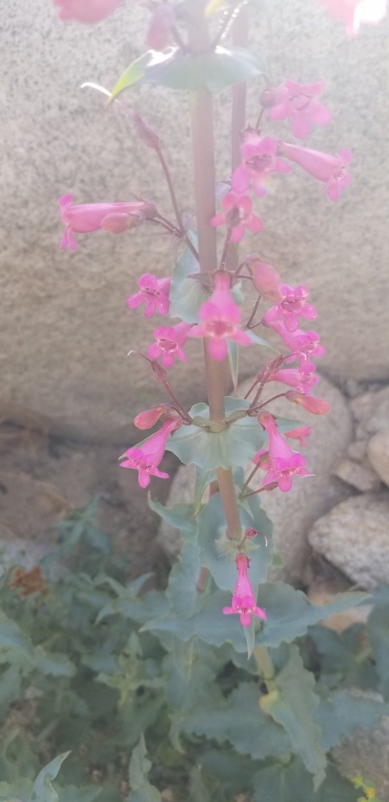 Desert penstemon