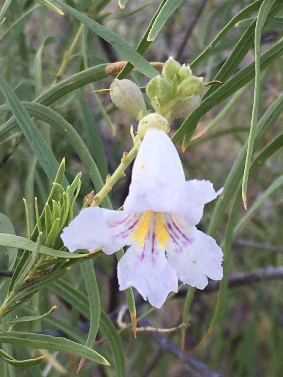Desert willow