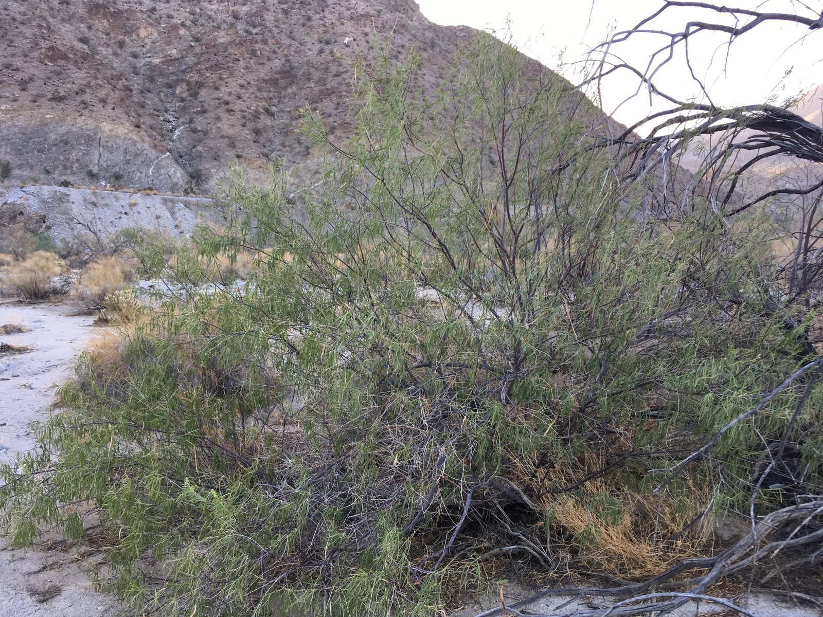 Desert willow