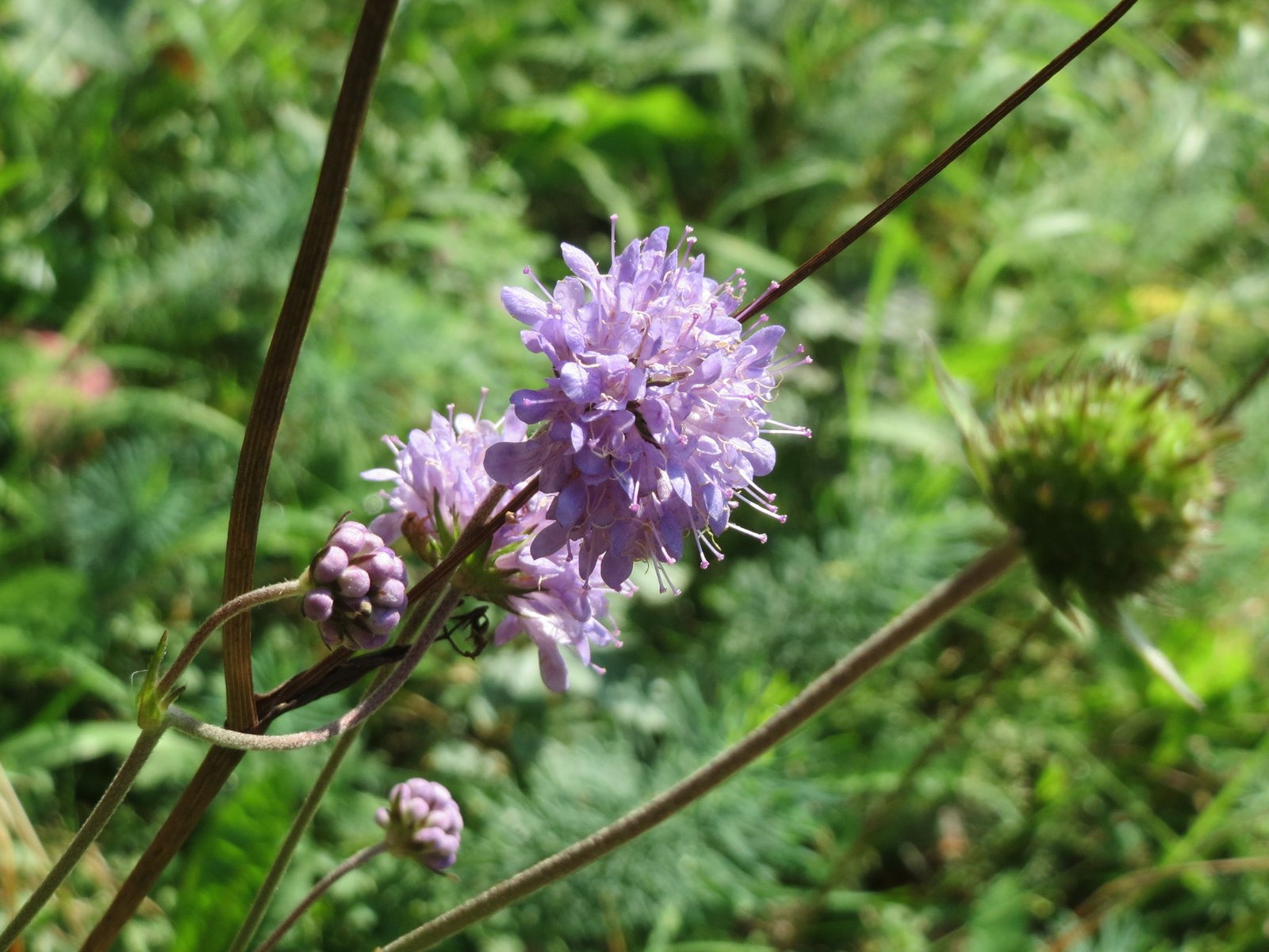 Devil's-bit scabious