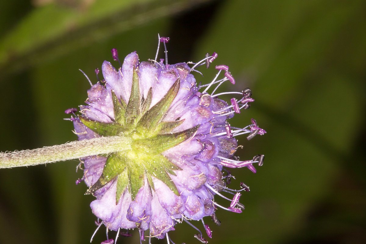 Devil's-bit scabious