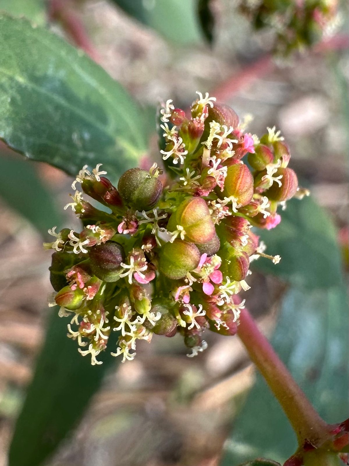 Diamond Frost euphorbia